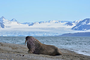 Spitzbergen