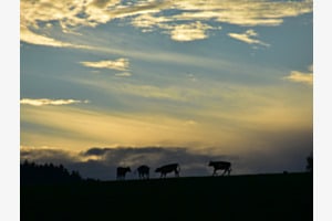 Rinder am Horizont Rinder am Horizont