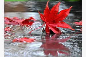 Lust auf Herbst