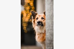 Bokeh