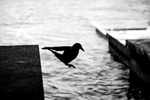 Rabe im Sprung