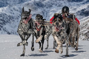 sledgedogs04