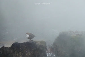 Wasseramsel im Wassernebel beim Schwellenmätteli - Serie