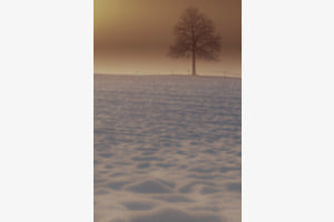 Alleine 
