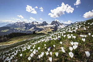 Krokusse auf dem Gurnigel