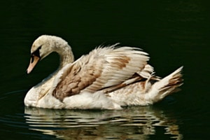 Jungschwan