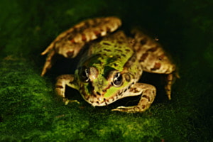 Wasserfrosch