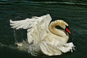 Vollbad