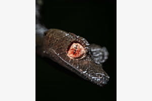 Teufelsrote Augen