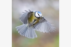 Landeanflug