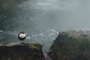 Wasseramsel im Wassernebel beim Schwellenmätteli - Serie