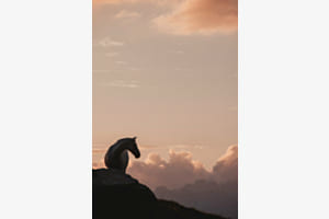 Guardian
