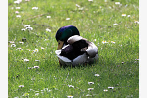 Am Katzensee