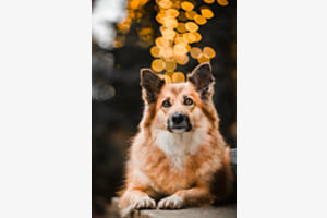 Bokeh