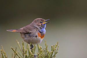 Blaukehlchen