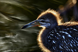 Young Limpkin FLA. USA
