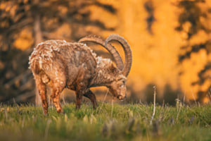 Steinbock im Sonnenuntergang Steinbock im Sonnenuntergang