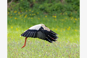 Blindflug Blindflug