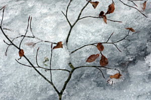 eingefroren