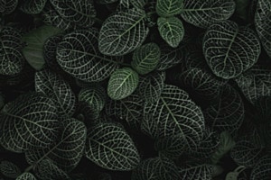 Patterns
