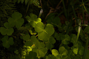 Licht im Schatten