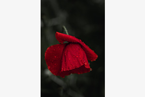 Raindrops 