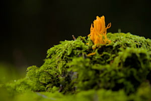 Koralle im Wald