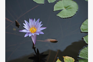 Nymphaea capensis