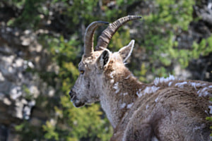 Steinbock Bokeh