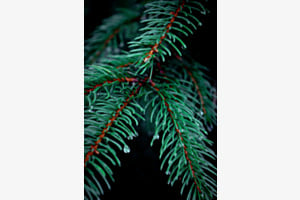 Tannenzweig in der Dämmerung