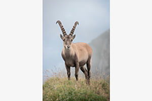 Steinbock Steinbock