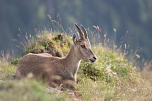 Junger Steinbock in der Abendsonne Junger Steinbock in der Abendsonne