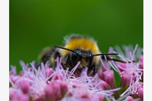 Hummel auf Blüte