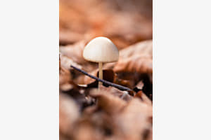 Pilz im Wald