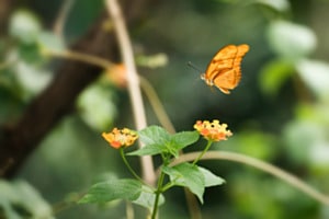 Schmetterling