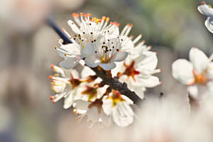 Baumblüte