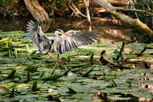 Landeanflug