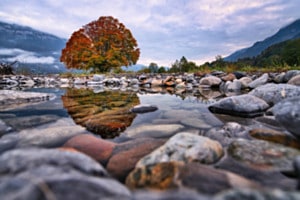 Herbstbaum