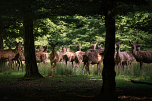 Rehherde am Waldrand Rehherde am Waldrand