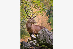 majestätischer Hirsch majestätischer Hirsch