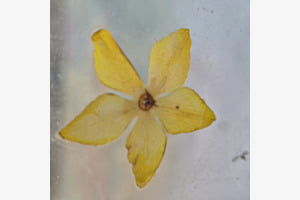 Gelb