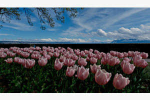Tulipes à Morges