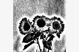 Schwarz