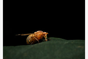 Minettia