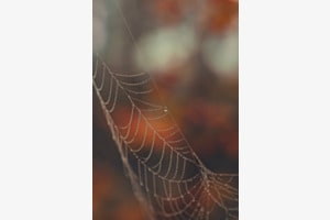 Glanz der Perlen