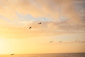 Vögel über dem Sonnenuntergang