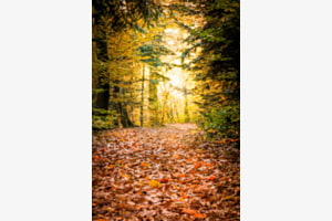 Spaziergang im wald