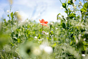 Fleur rouge