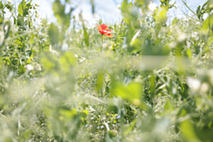 Coquelicot