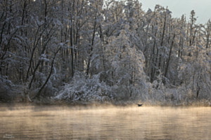 Brume d'hiver 